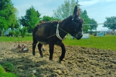 MaraichageIMG_20250601_101136