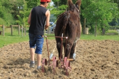 MaraichageIMG_3353