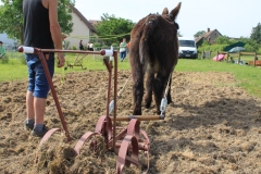 MaraichageIMG_3354