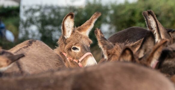 Les Ânes, les Mules, les Âniers
